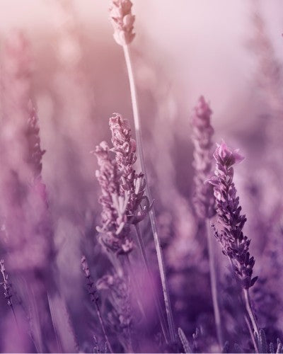 Natural Body Care Gift Set “Enchanting Lavender” - MCLUX SHOP.